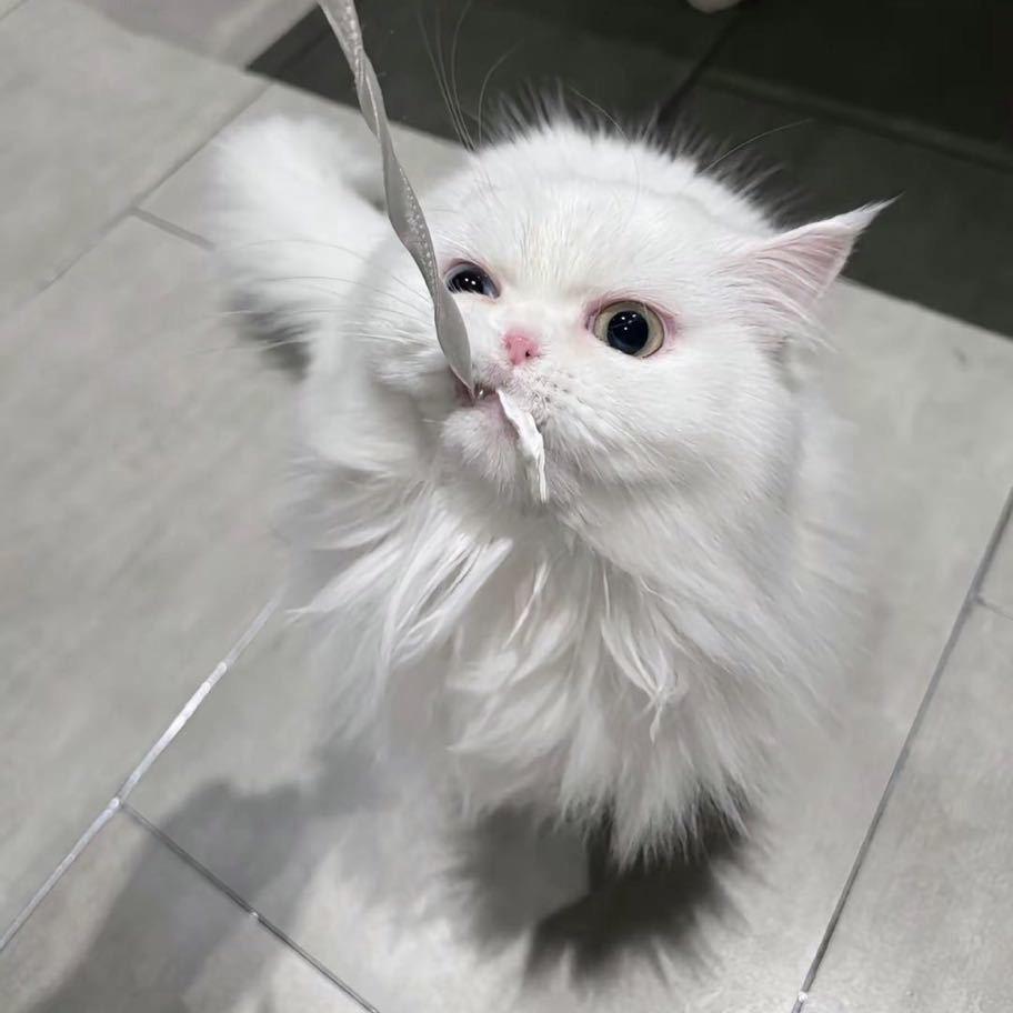 阿鹭
