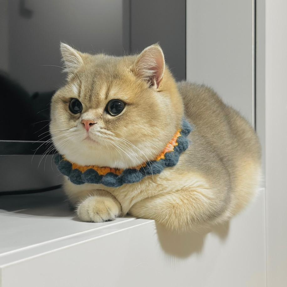 豆腐是只猫🐱