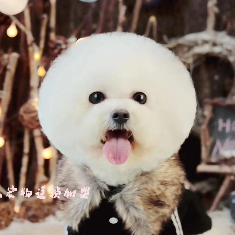 小万教洗狗