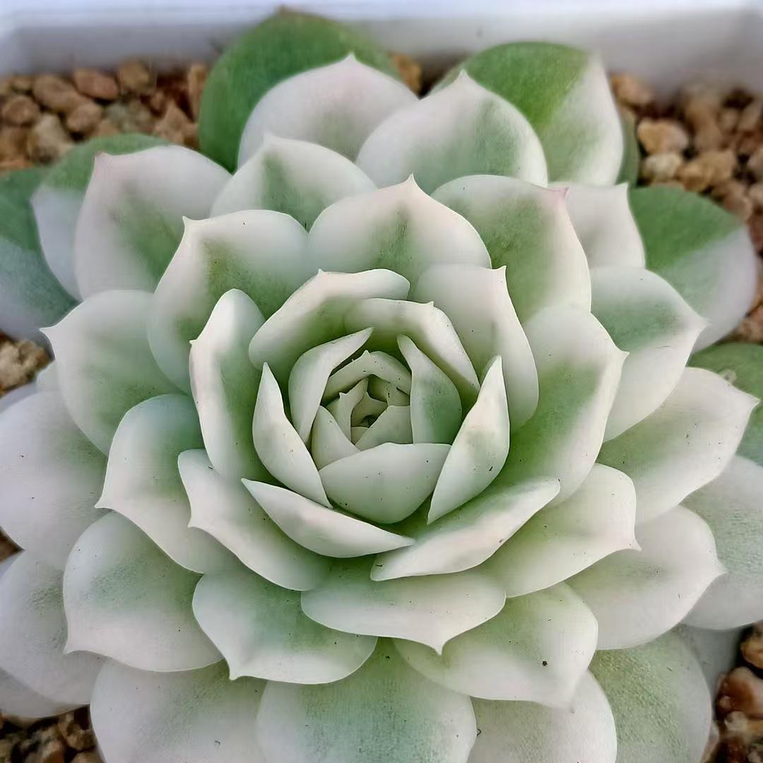 珂珂多肉