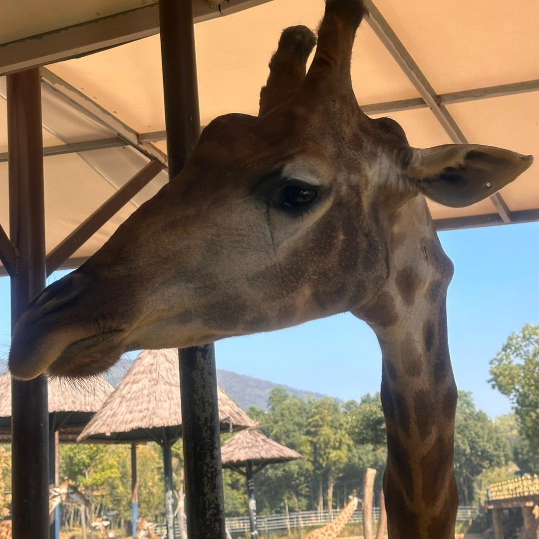 姐姐妹妹麻起来