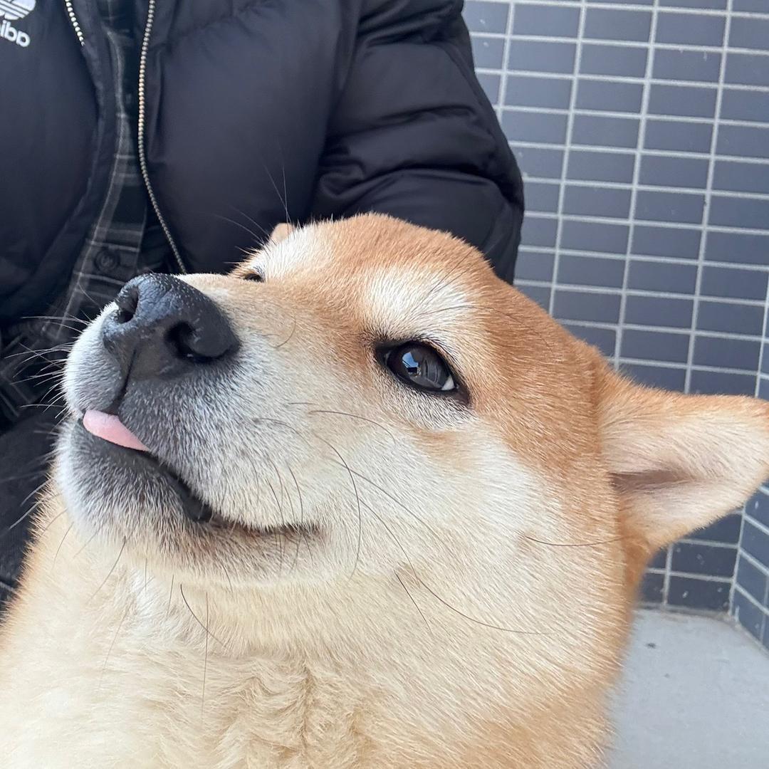 迷人的小黄