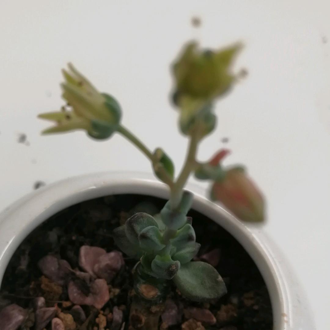 开心麻花预备队