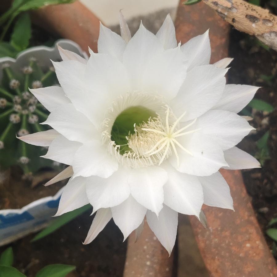 为生而活