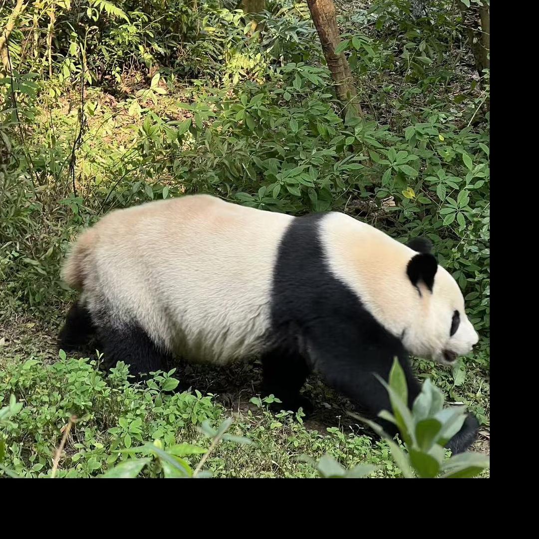 耀辉
