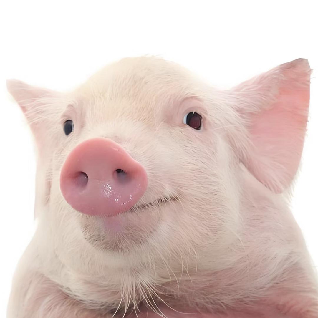 端木猪🐖（慢更版）