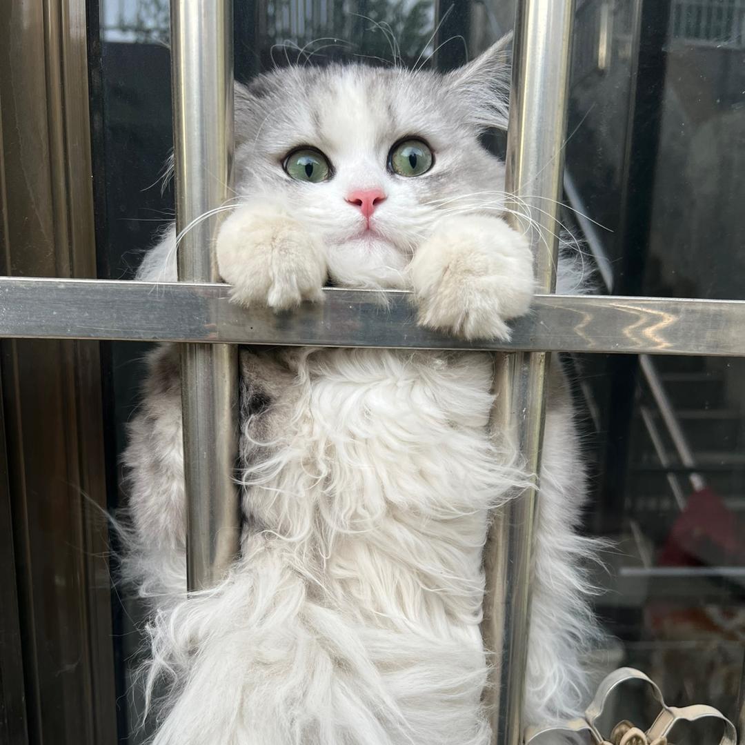 球球呀！