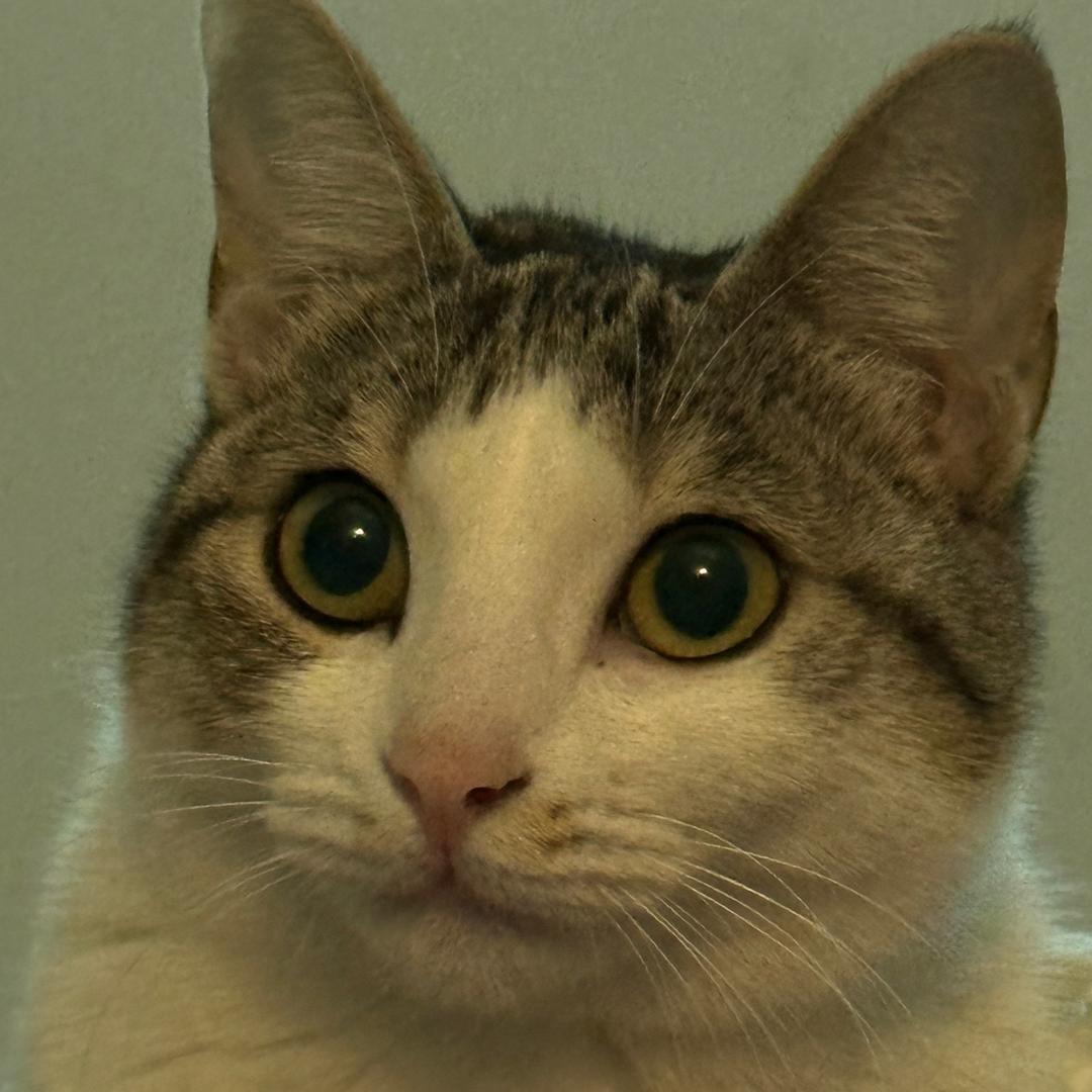 大栗子（抖舞减肥版）