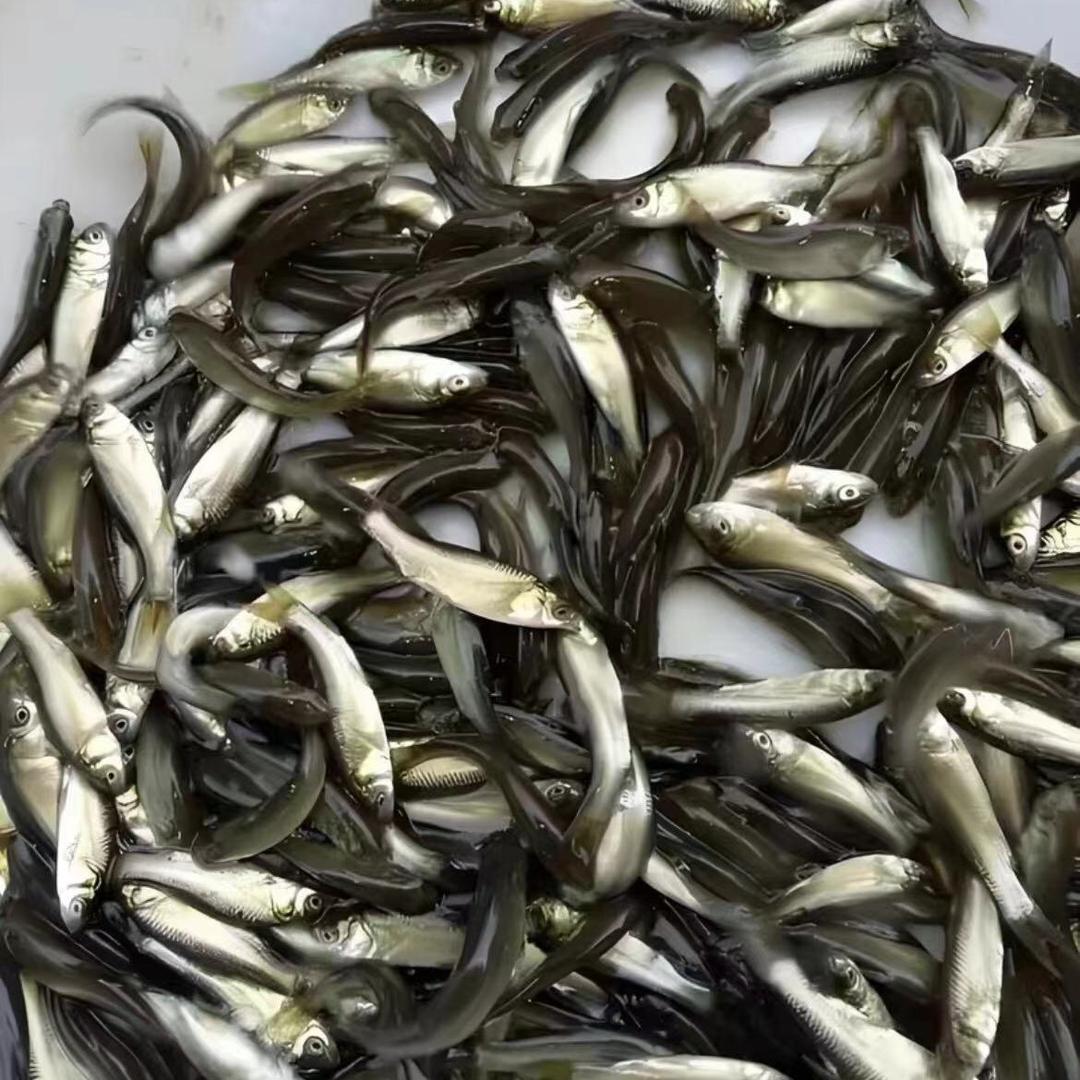 泽发水产（宠物活食）