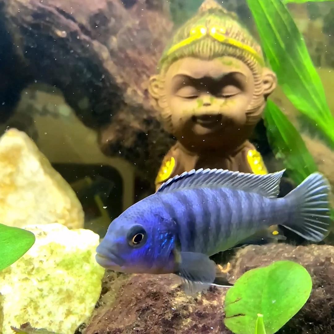 🐒大圣养鱼🐟