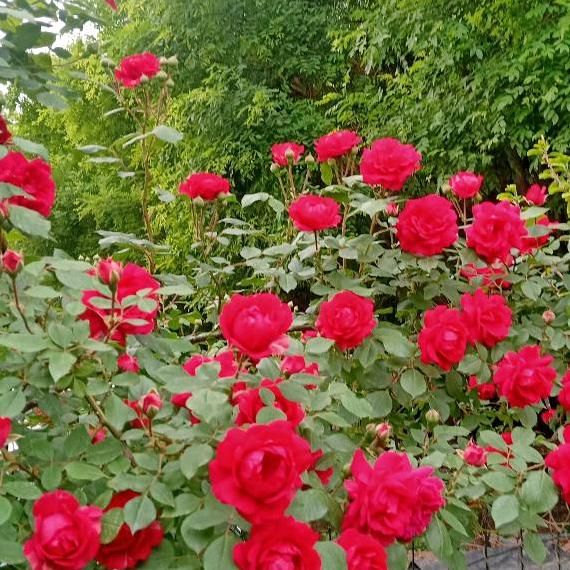 好人一生平安，拒私聊，拒合拍，拒加群