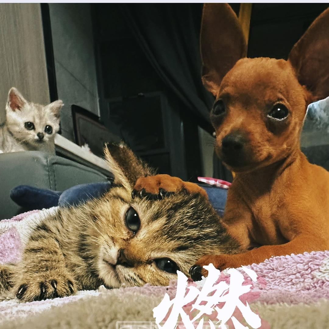 可可豆🐶和肥嘴嘟嘟🐶