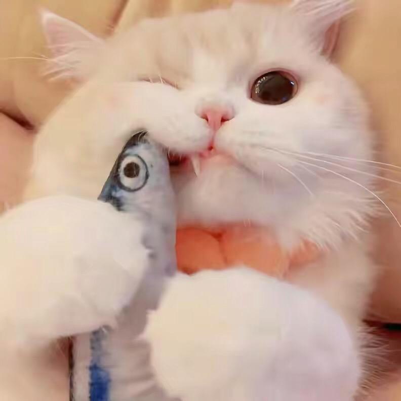 喵喵不吃🐟