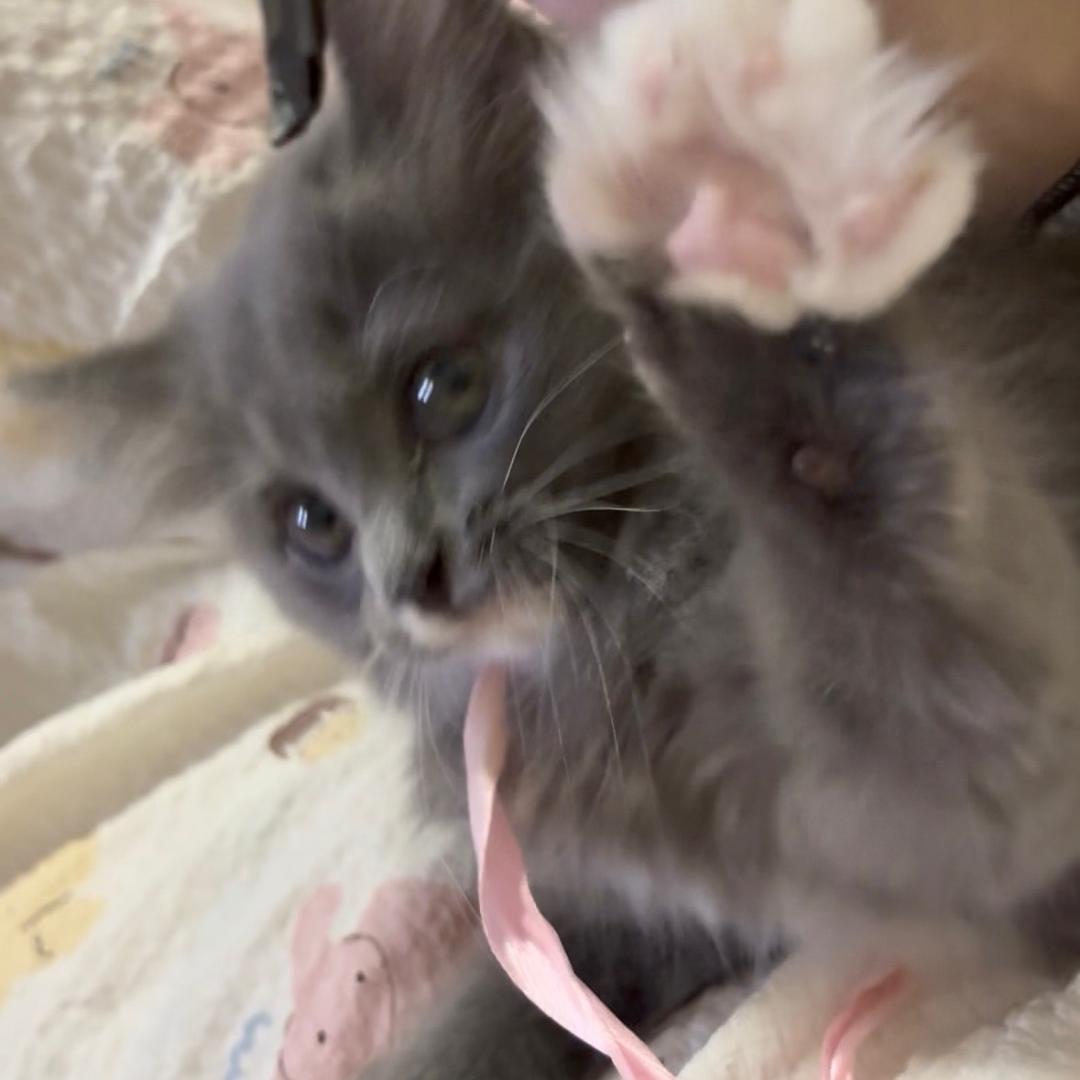 我叫大胆！