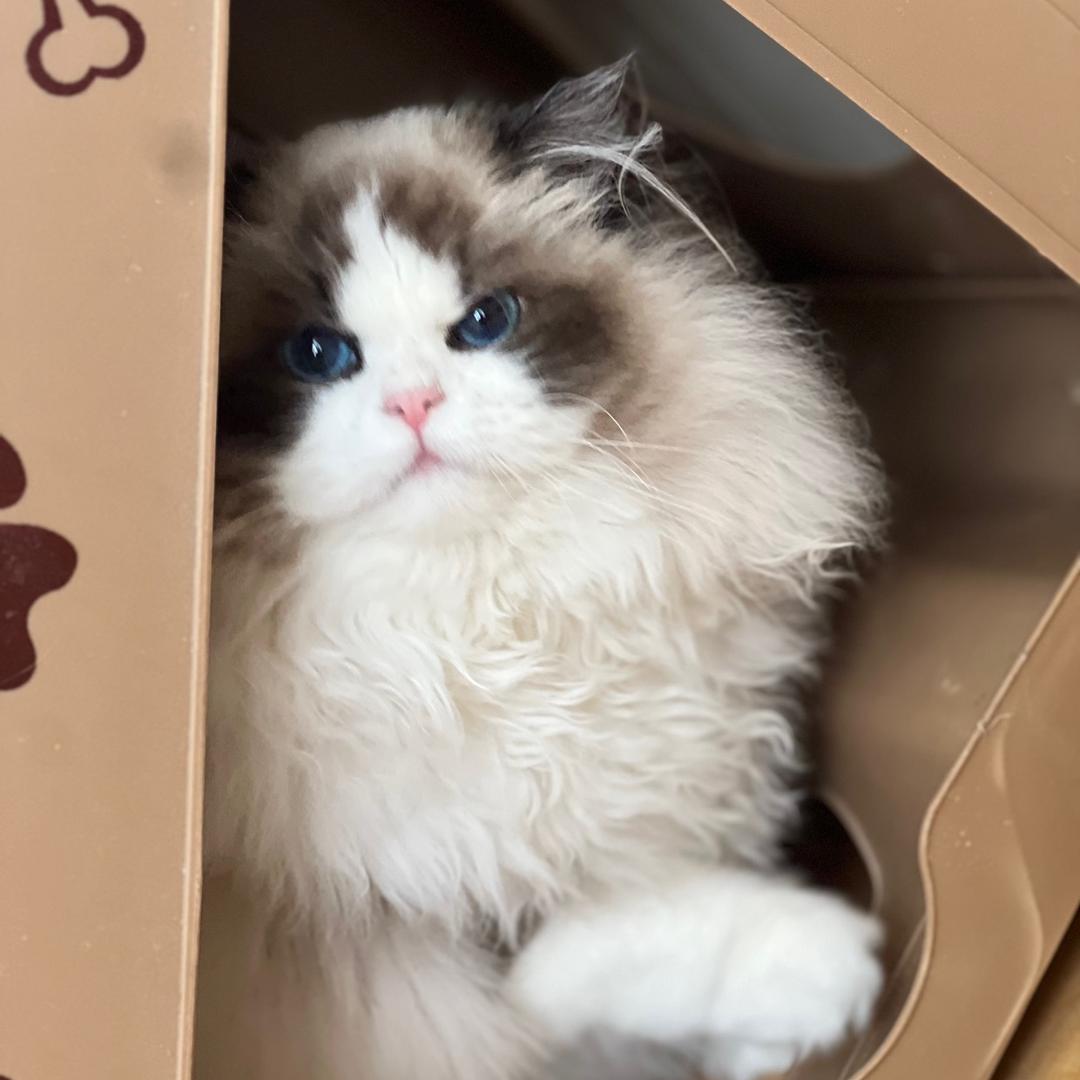 甜馨的布偶猫