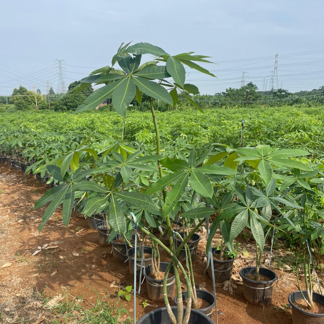 江尚南枫花卉创意屋