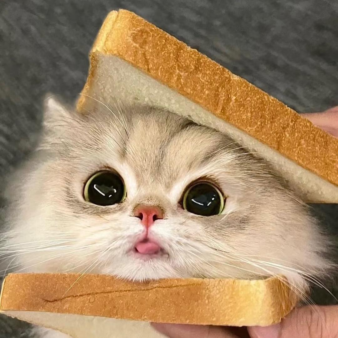 光缝里的猫