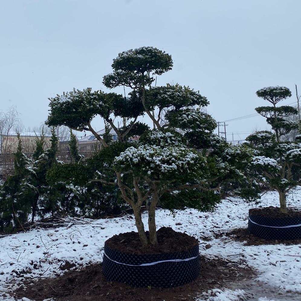 景轩黄杨景观树