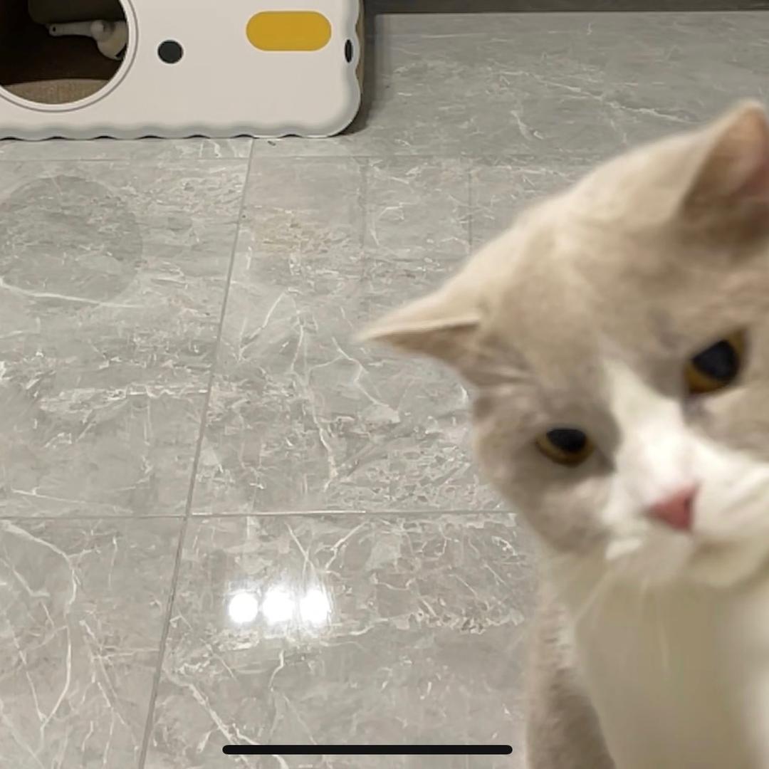 没有五音