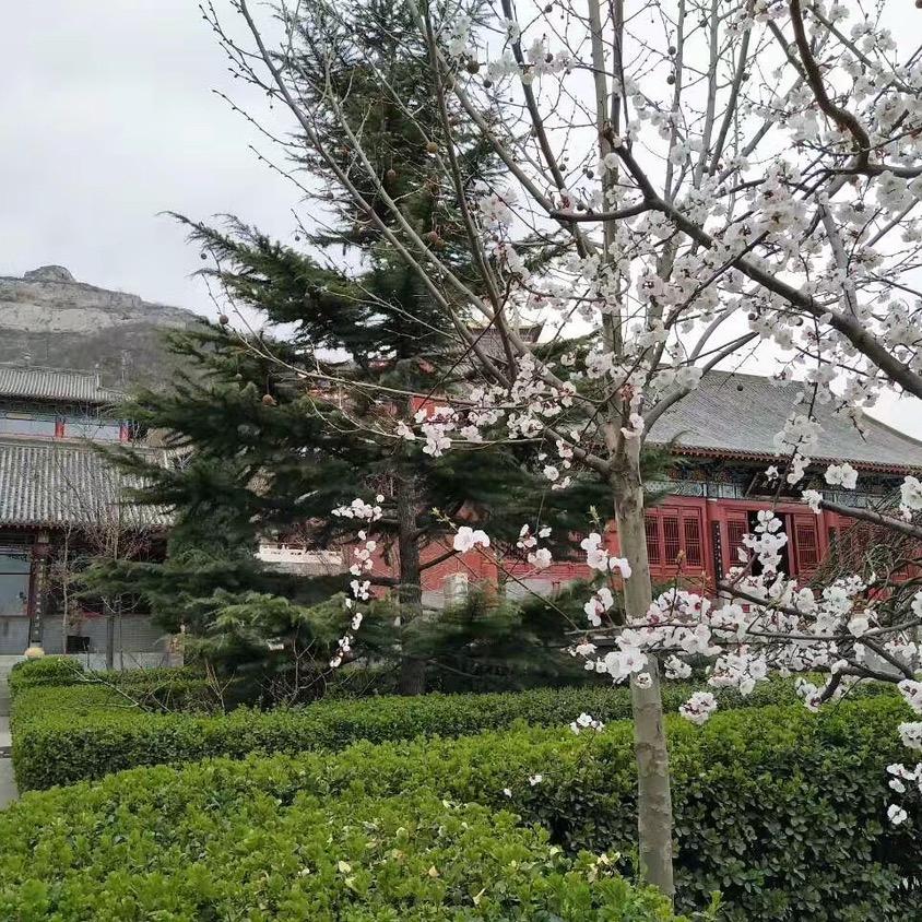 小军2