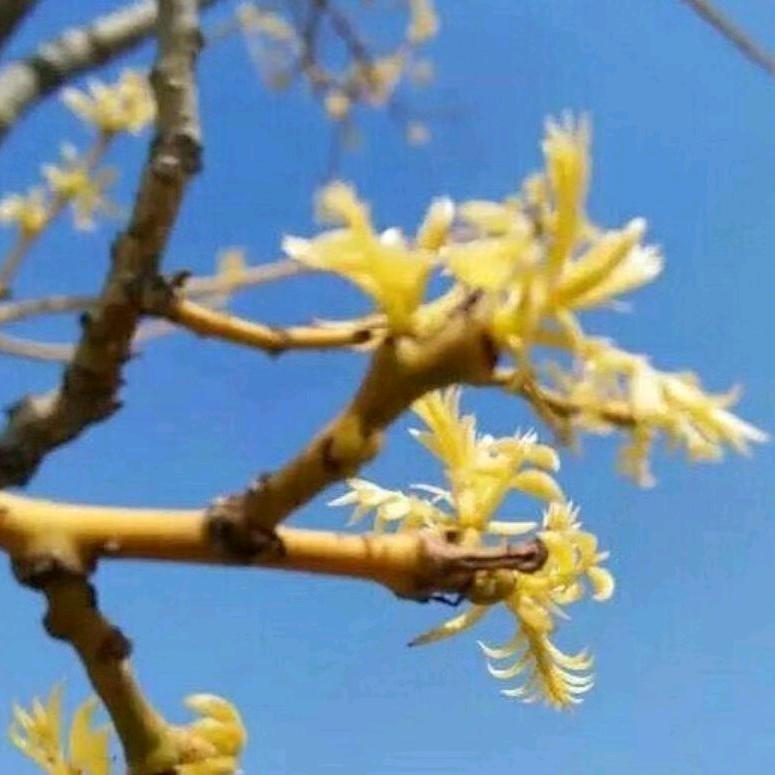 随缘🍎琴（拒私聊）