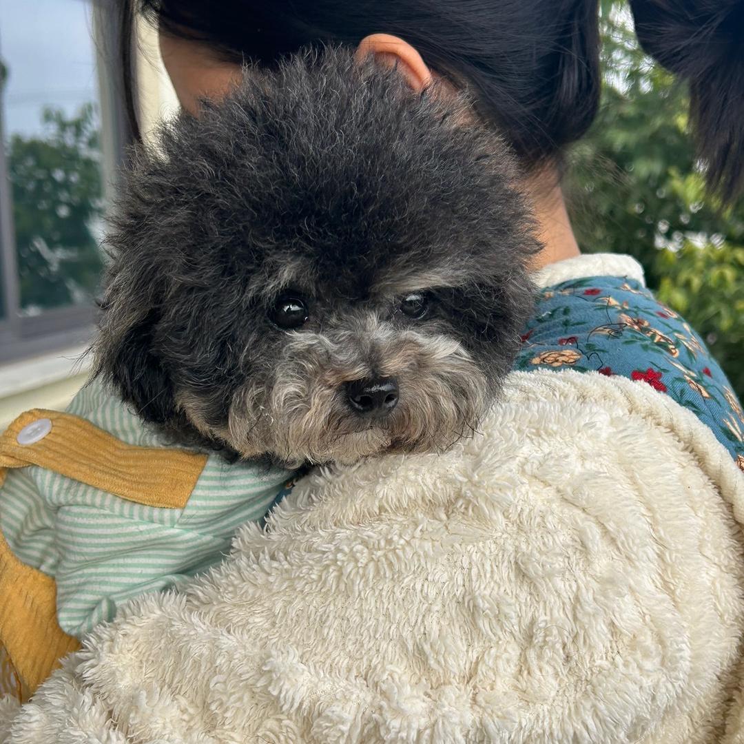 成都小乔家泰迪