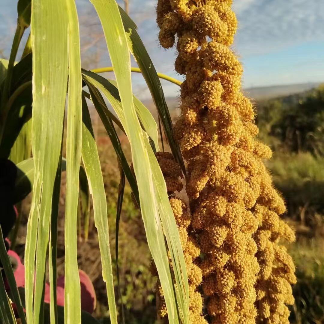 玉龙朝阳小米