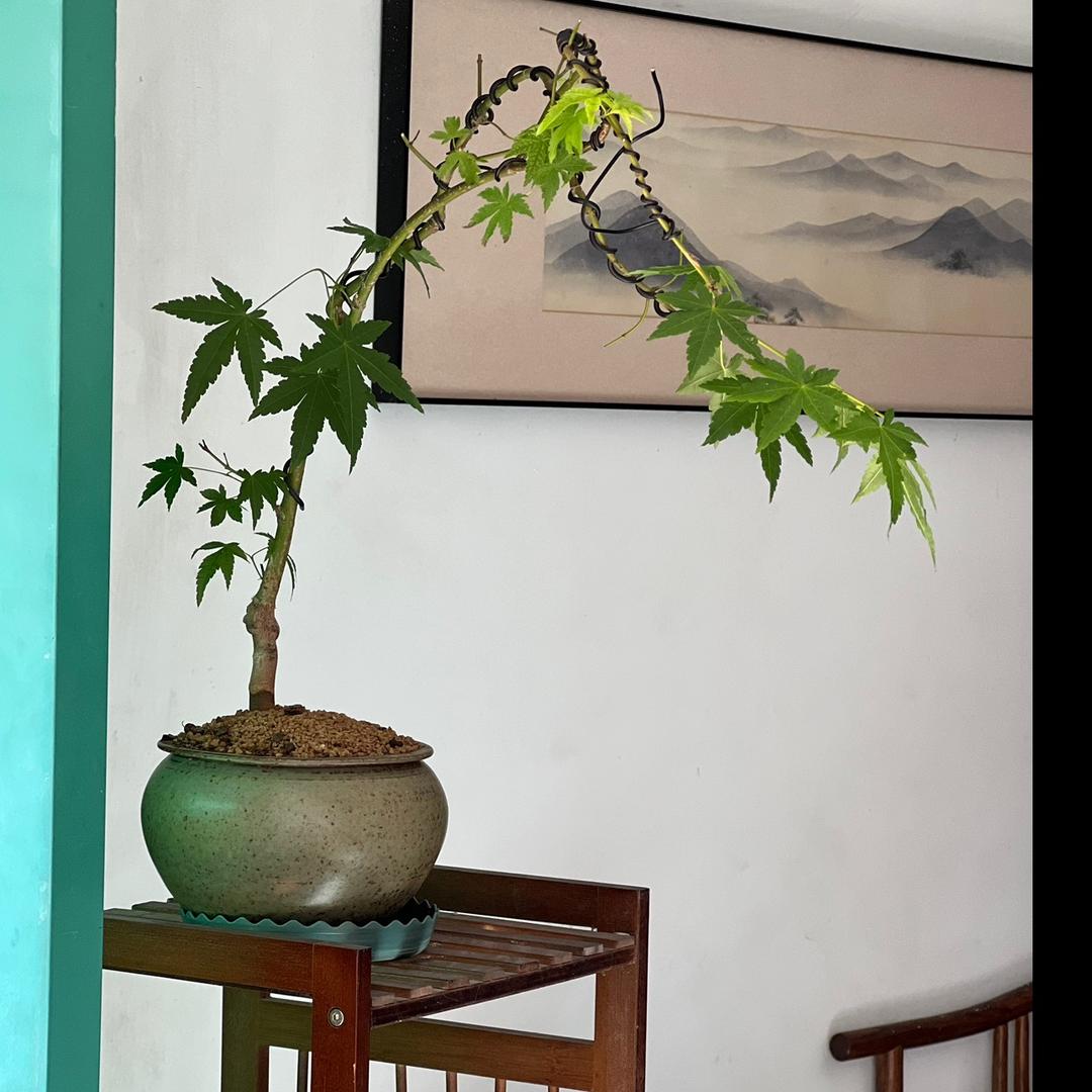 @秋麟谈琴
