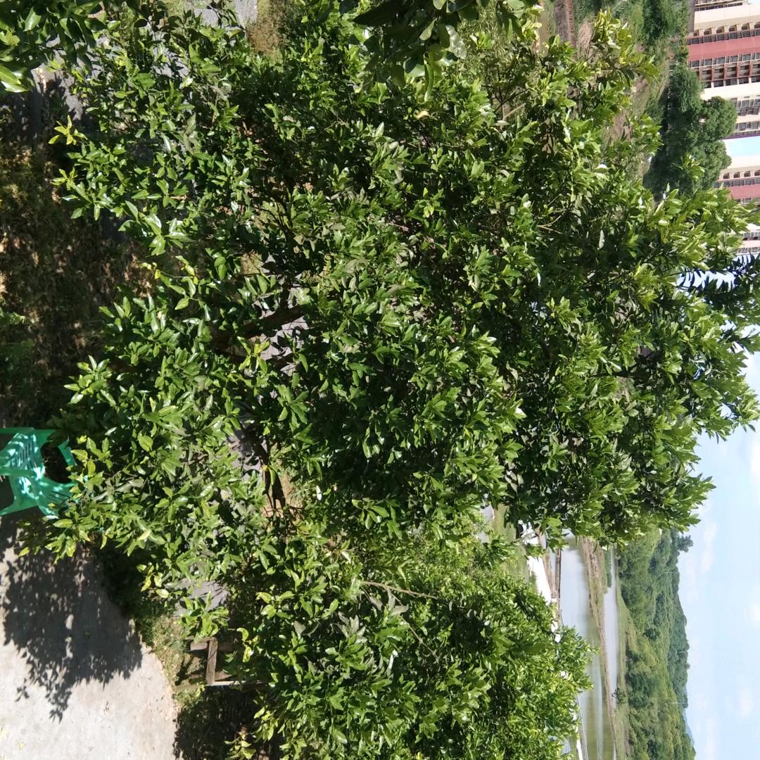 丨小鱼