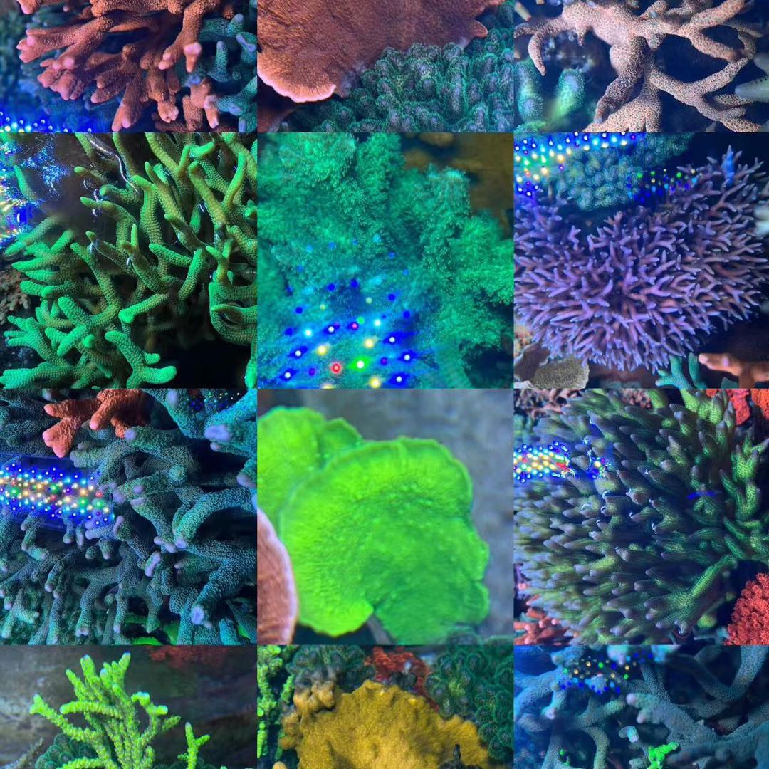 小鱼大智水族工作室