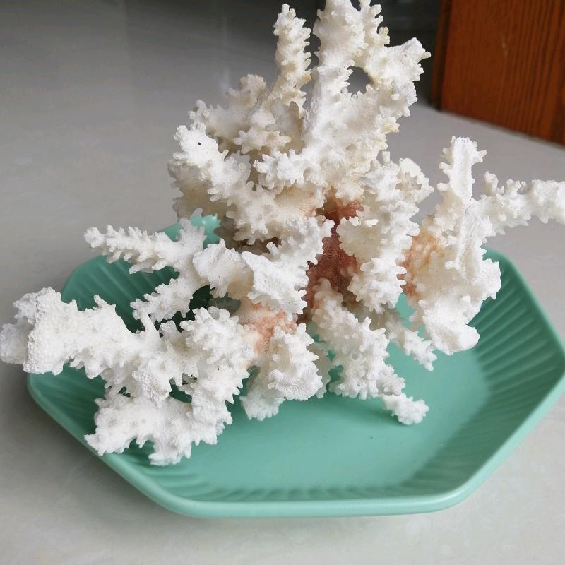 森清气爽一玩童