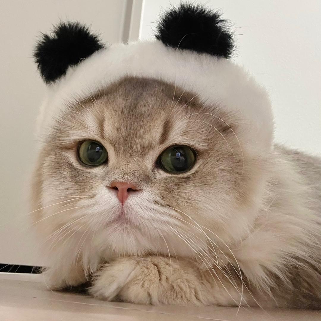 丢丢是只臭脸喵