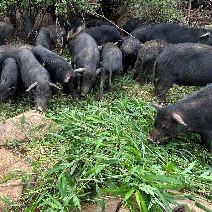 榕江玖旺源藏香优品铺子