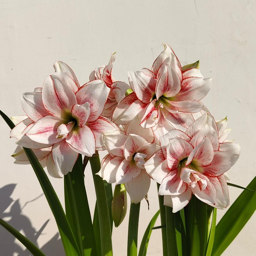 朱颜花卉朱顶红
