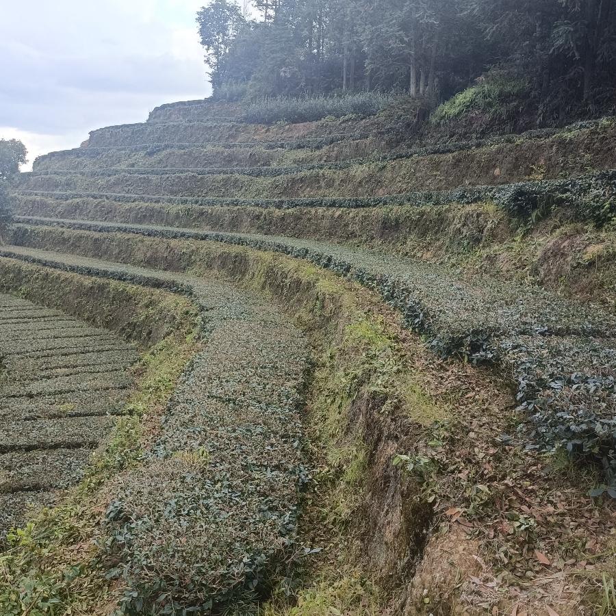 璺璺优选