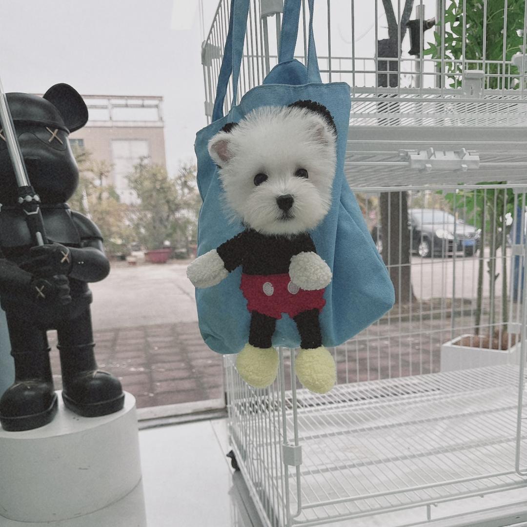 镇江江宠汇宠物服务
