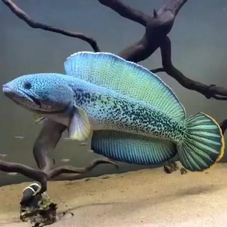 乐选雷龙严选