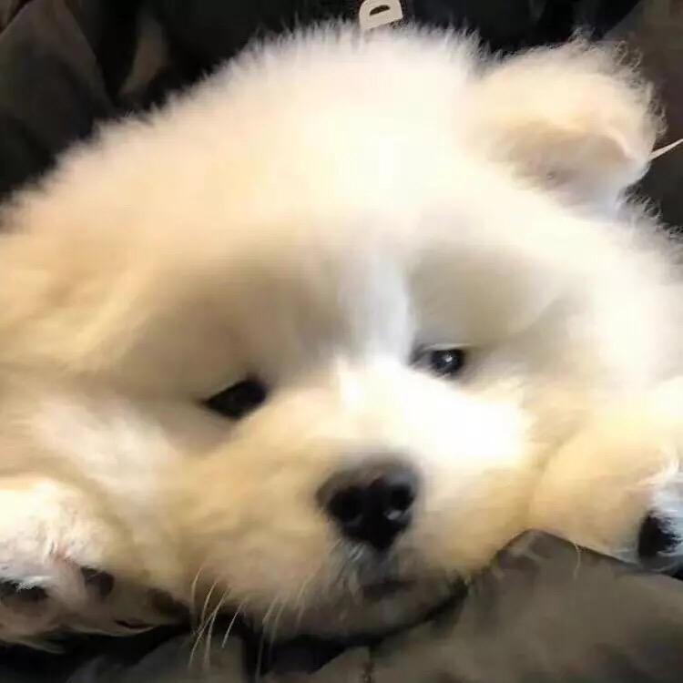 咕咕咕v