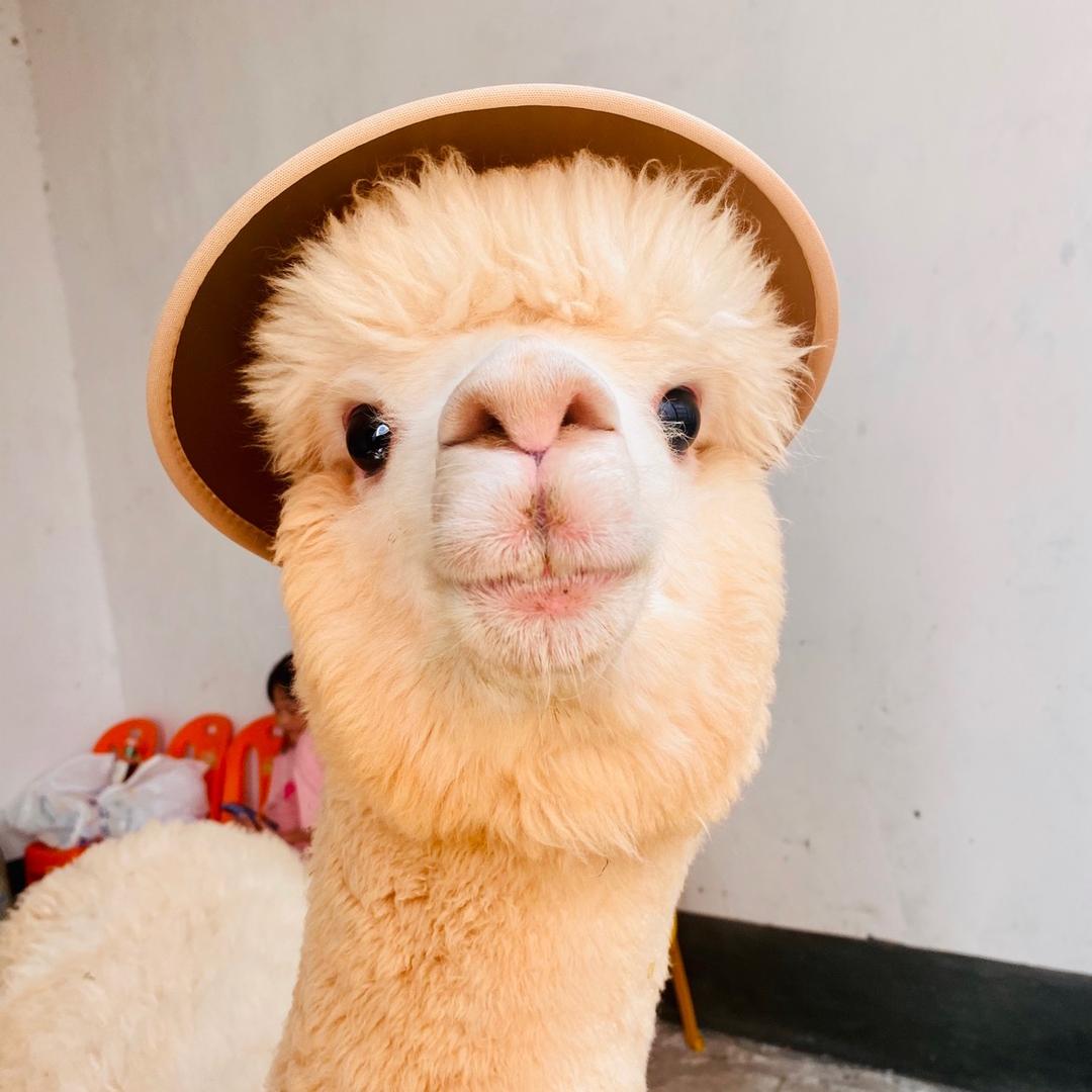 羊驼🦙米小花