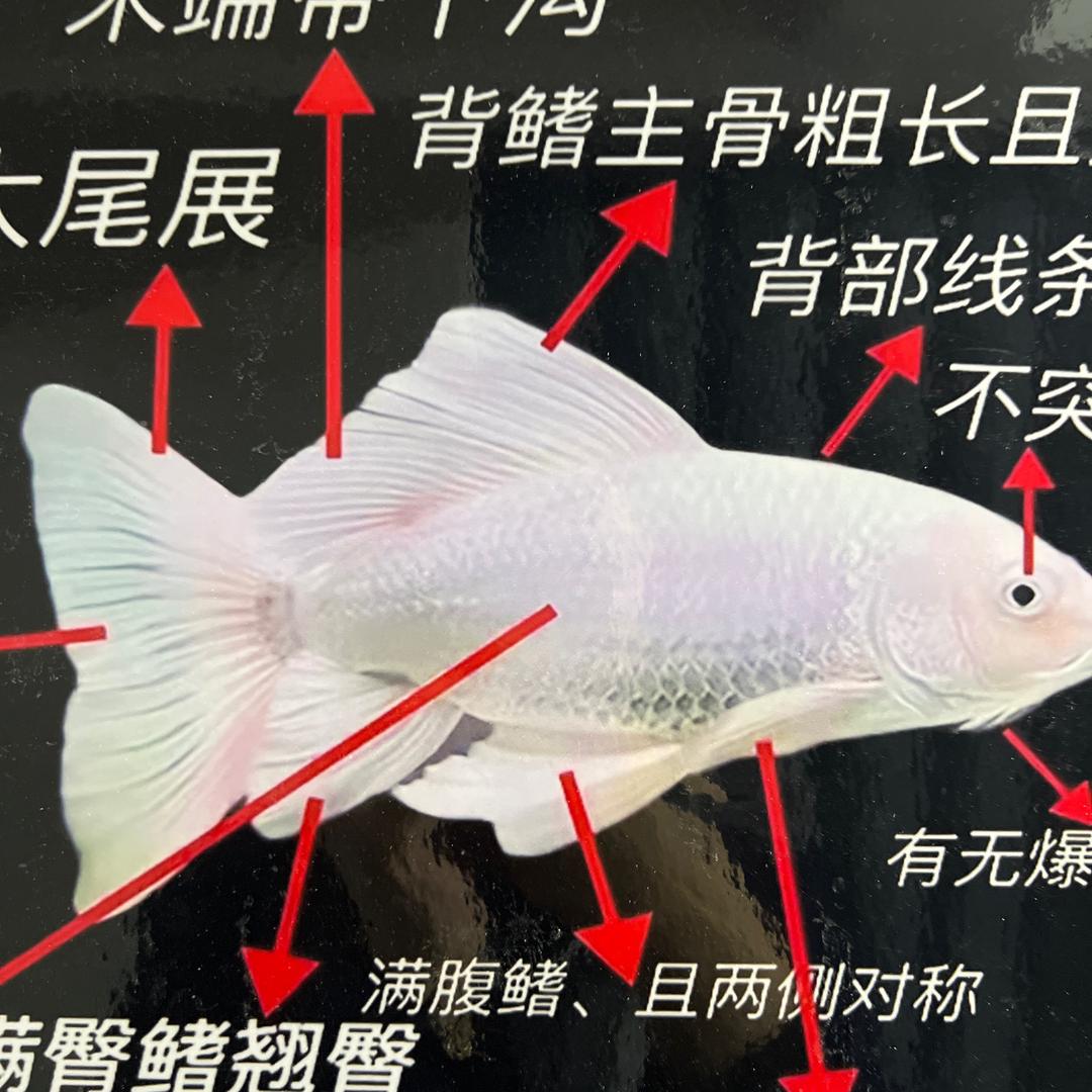 铭铭蝴蝶鲤养殖基地