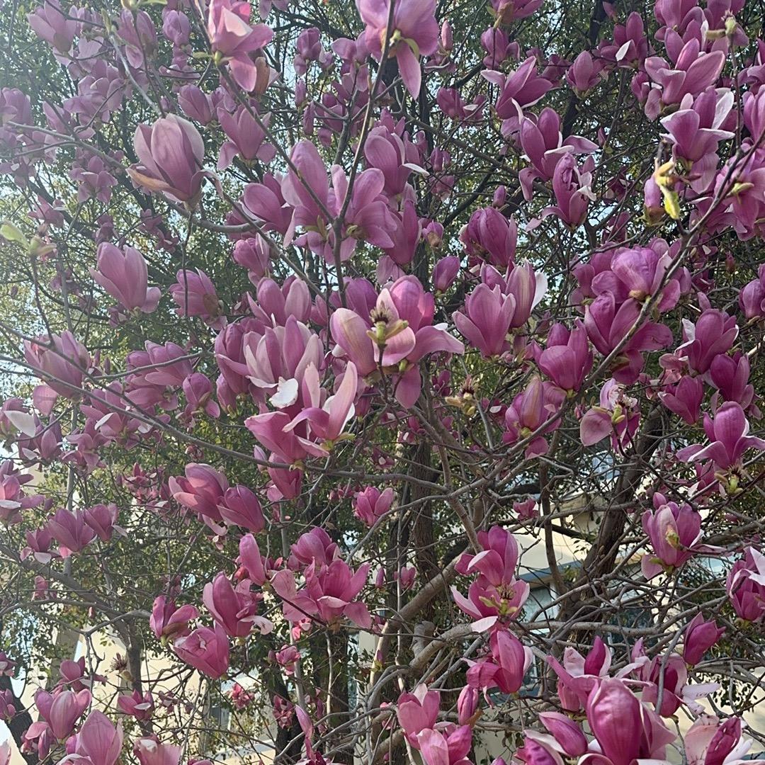 郭小抠