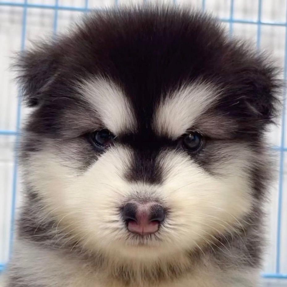 上海杰西卡宠物（松江）