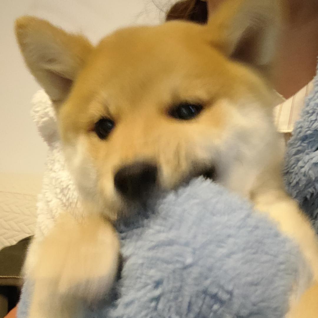 蜡笔小柴