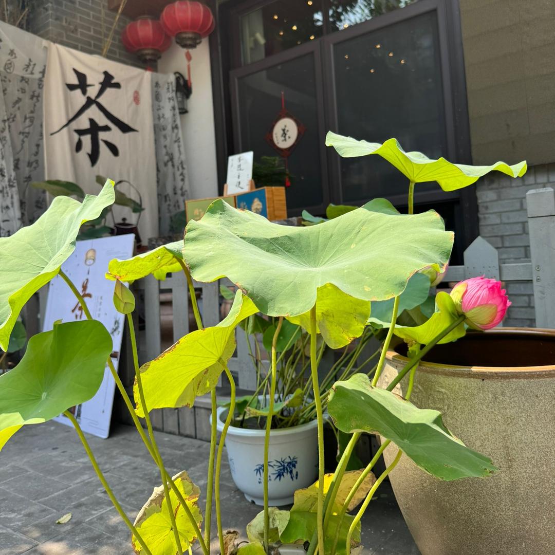 清一🍃🍃