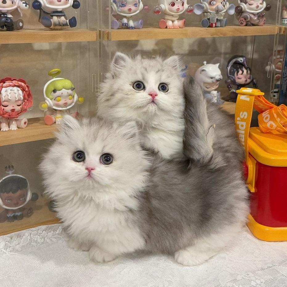 天狼星喵喵