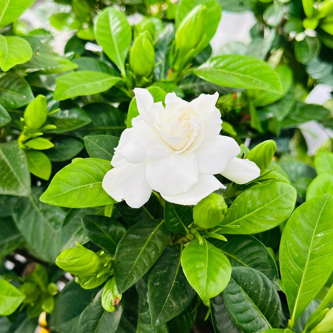 躋龜好物