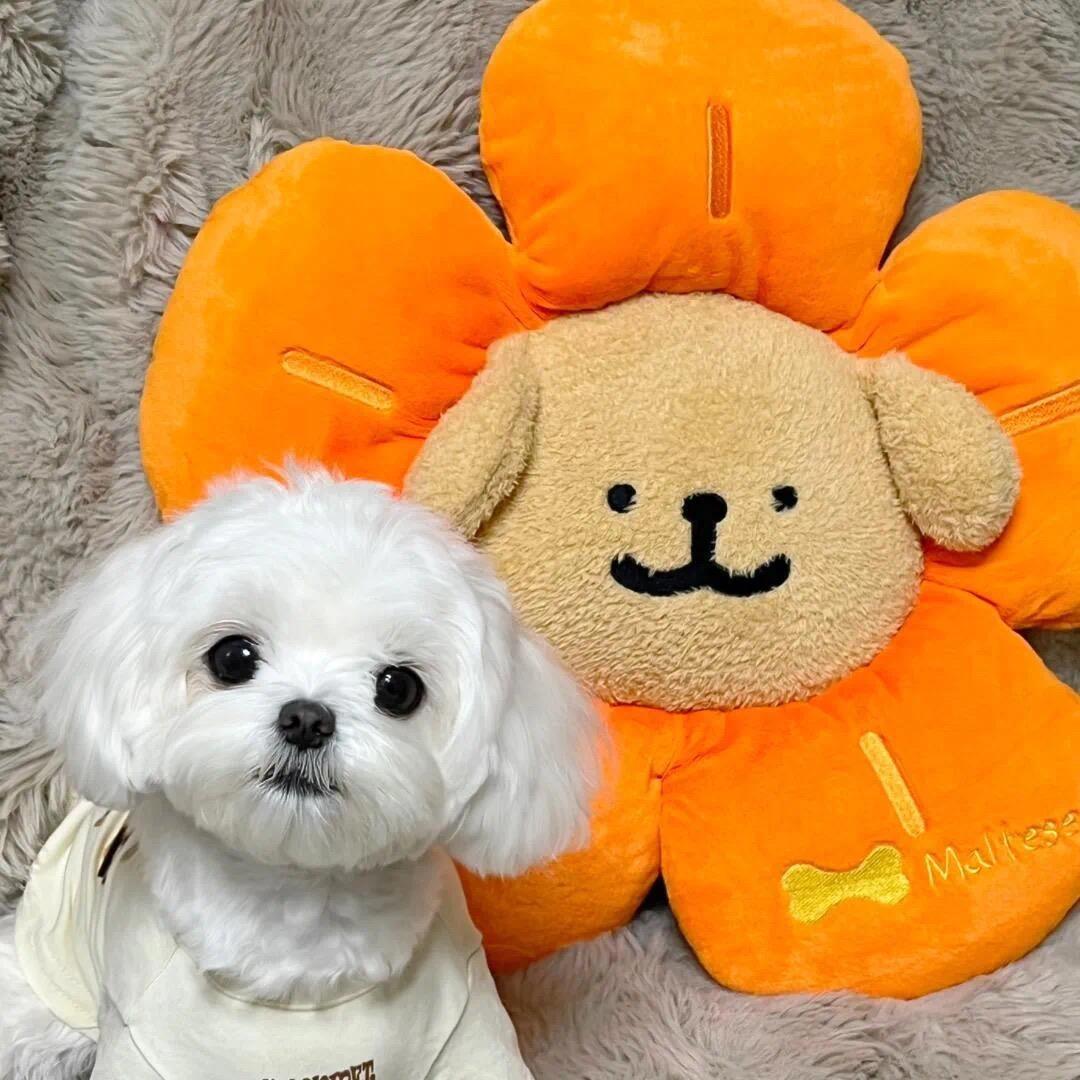 巴啦啦石小龙