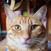 Daddy味小仓鼠🐹&拖着油瓶的闷葫芦