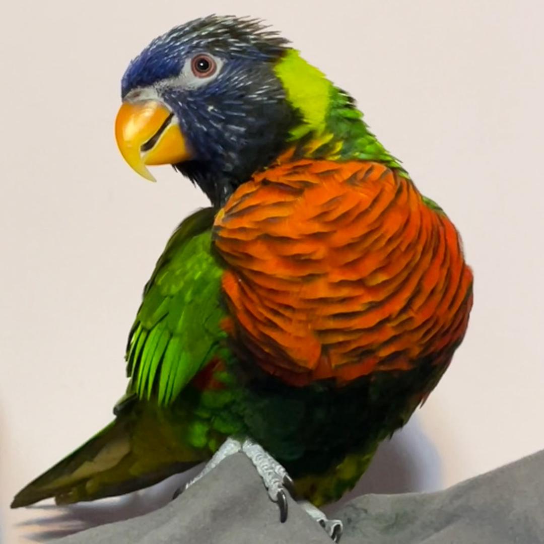 小宝鸡和她的朋友们