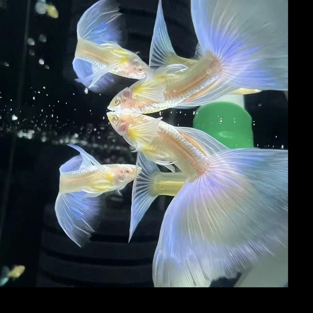 心悦水族精品孔雀鱼